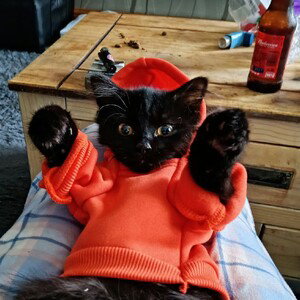 the meow meow song.. (Don't Really Know What The To Do?)