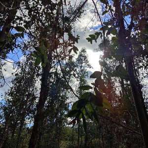 17 abr. 11.42 p. m.​