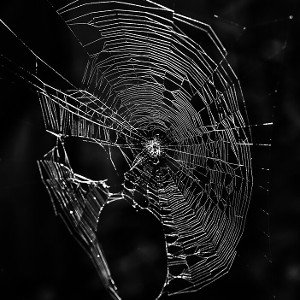 WEB OF LIES