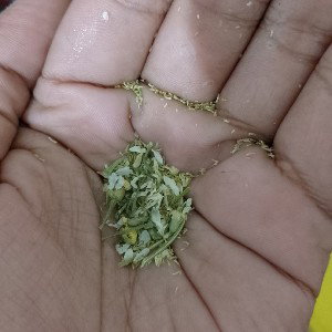 Mary 