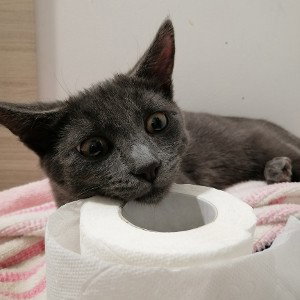 Cat Sleep