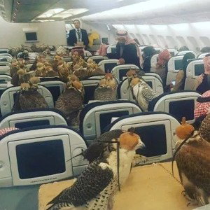 Eagles in A Plane Man