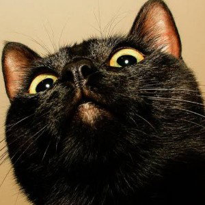 Superstitious CaTs