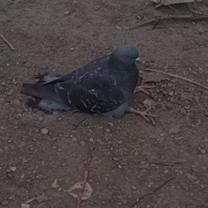 Тысяча идей 