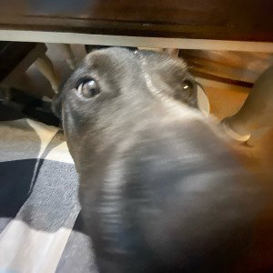 RETURN OF LILCDOG🙏🏼😡