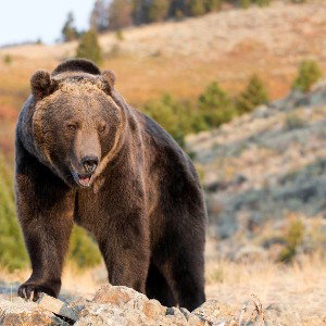 THE GRIZZLY BEAR