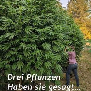 Scheiss auf alles 