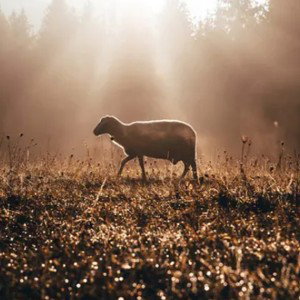 Lost Sheep