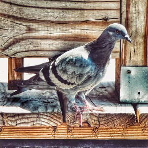 Fkin pigeons