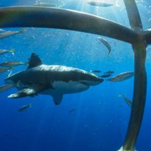 OCEAN CAGE
