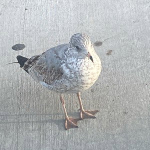 Fat Birb