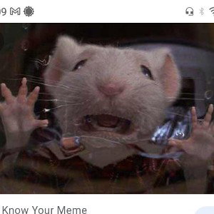 all rats must die