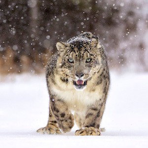 Prey