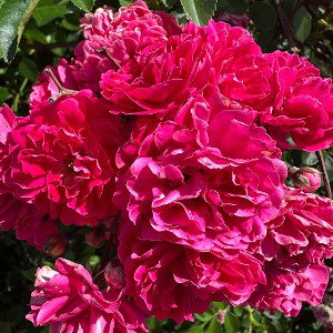 free flowers