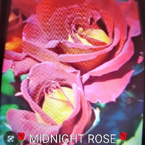 Midnight Rose