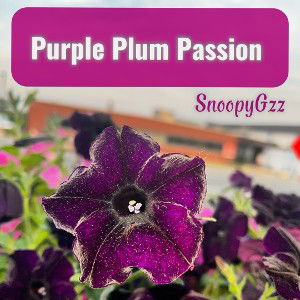 Purple Plum Passion