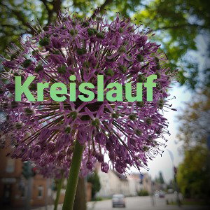 Kreislauf 