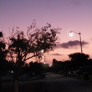 Young James x Hydroplane'   (#WinterHaven)