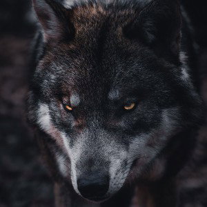 leader of the pack
