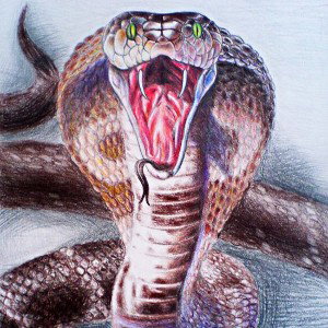 SNAKE’S FEAT. IL MURGIO