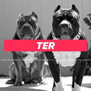 Ter