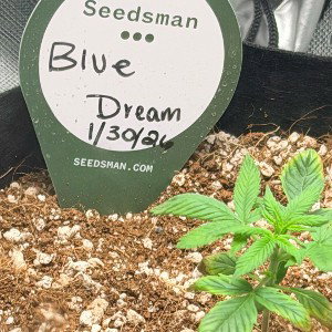 Blue Dream