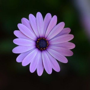 Blüte 