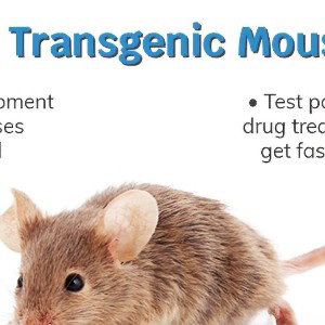 #TransgenderMouse