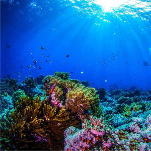 The Sea of Forgetfulness 