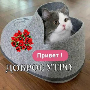 Бит дня  