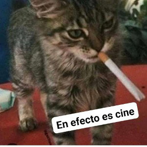 me siento tonny