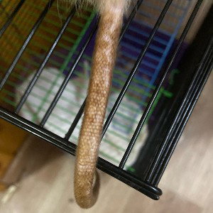 бабка светина какашка из жопи