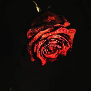 Rose Sr. - Im To Blame