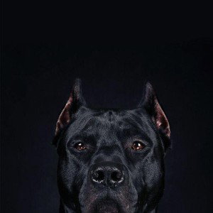 perro Bing Bing