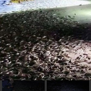 Grunion