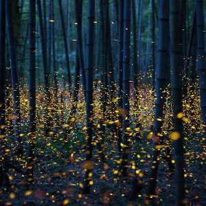 "Firefly" (beat) prod. Brzytwa