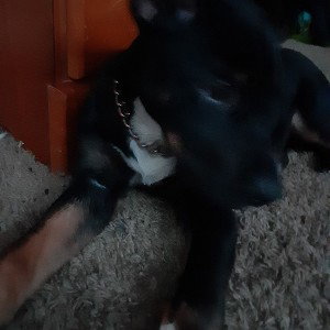 dog Luna 