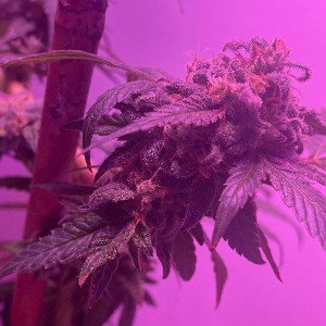 O'Weed One Hit Highflow