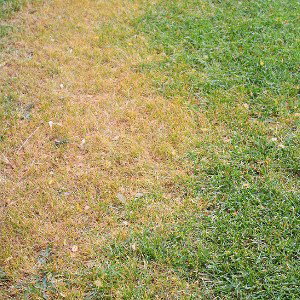 WHILE THE GRASS IS GREEN(nana Naaah!