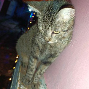 QUE BONITA GATA