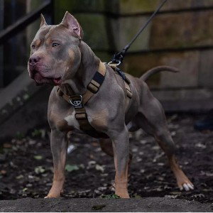 dog freestyle $#out