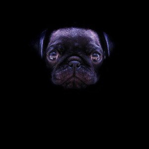ANTISOCIAL MICHEL (disco) DOG #11