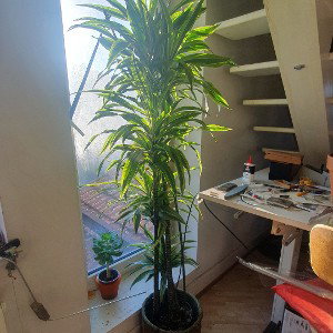 Aikho 7³_ Jardin caché