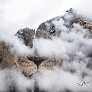 Mist of mystery