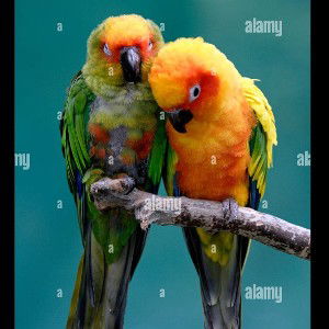 Romeo and Juliet