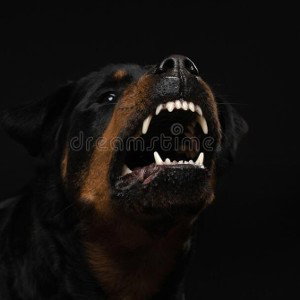 UNDER DOG