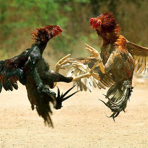 peleando insano