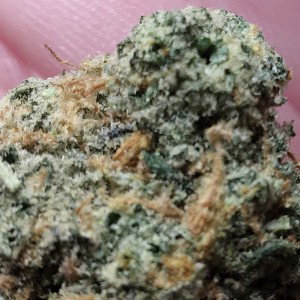 new plug new drug