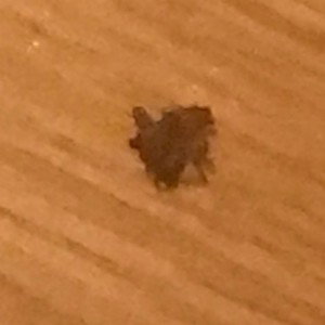 Spider Pack