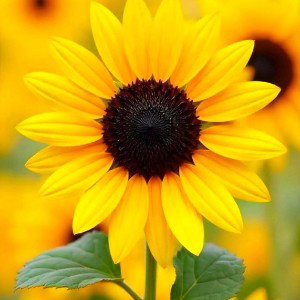 Summer_breeze_2_